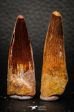 05610 - Great Collection of 2 Spinosaurus Dinosaur Teeth Cretaceous KemKem Beds