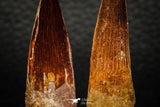 05610 - Great Collection of 2 Spinosaurus Dinosaur Teeth Cretaceous KemKem Beds