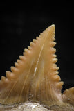 06061 - Top Beautiful 1.03 Inch Palaeocarcharodon orientalis (Pygmy white Shark) Tooth