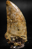 06062 - Great Serrated 2.14 Inch Carcharodontosaurus Dinosaur Tooth KemKem Beds