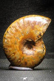22146 - Nice Collection of 5 Cleoniceras sp Lower Cretaceous Ammonite Madagascar