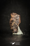 88822 - Unclassified NWA 1 g Chondrite L-H Type Meteorite Sahara Fall