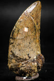 06062 - Great Serrated 2.14 Inch Carcharodontosaurus Dinosaur Tooth KemKem Beds
