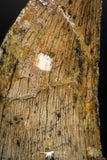 06062 - Great Serrated 2.14 Inch Carcharodontosaurus Dinosaur Tooth KemKem Beds