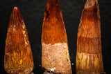 05611 - Great Collection of 3 Spinosaurus Dinosaur Teeth Cretaceous KemKem Beds