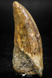 06063 - Great Mesial Premaxillary 1.93 Inch Carcharodontosaurus Dinosaur Tooth KemKem Beds