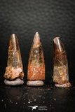 05612 - Great Collection of 3 Spinosaurus Dinosaur Teeth Cretaceous KemKem Beds