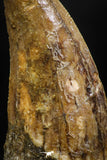 06063 - Great Mesial Premaxillary 1.93 Inch Carcharodontosaurus Dinosaur Tooth KemKem Beds