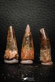 05612 - Great Collection of 3 Spinosaurus Dinosaur Teeth Cretaceous KemKem Beds