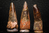 05612 - Great Collection of 3 Spinosaurus Dinosaur Teeth Cretaceous KemKem Beds