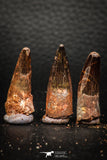 05612 - Great Collection of 3 Spinosaurus Dinosaur Teeth Cretaceous KemKem Beds