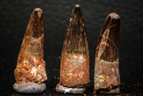 05612 - Great Collection of 3 Spinosaurus Dinosaur Teeth Cretaceous KemKem Beds