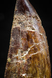 06064 - Restored 1.21 Inch Carcharodontosaurus Dinosaur Tooth KemKem Beds