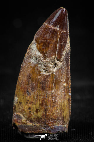06064 - Restored 1.21 Inch Carcharodontosaurus Dinosaur Tooth KemKem Beds