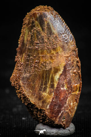 06065 - Restored 1.11 Inch Carcharodontosaurus Dinosaur Tooth KemKem Beds