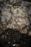06579 - Fully Complete NWA L-H Type Unclassified Ordinary Chondrite Meteorite 52.0g