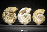 22150 - Top Beautiful Collection of 3 Perisphinctes virguloides Late Jurassic Ammonite - Madagascar