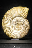 22150 - Top Beautiful Collection of 3 Perisphinctes virguloides Late Jurassic Ammonite - Madagascar