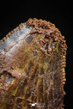 06065 - Restored 1.11 Inch Carcharodontosaurus Dinosaur Tooth KemKem Beds