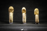 22150 - Top Beautiful Collection of 3 Perisphinctes virguloides Late Jurassic Ammonite - Madagascar