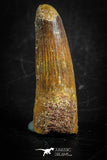 88830 - Top Beautiful 1.49 Inch Juvenile Spinosaurus Dinosaur Tooth Cretaceous