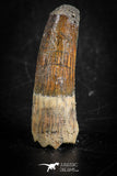 88831 - Top Beautiful 1.47 Inch Juvenile Spinosaurus Dinosaur Tooth Cretaceous