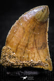 06066 - Finest Quality 0.61 Inch Carcharodontosaurus Dinosaur Tooth KemKem