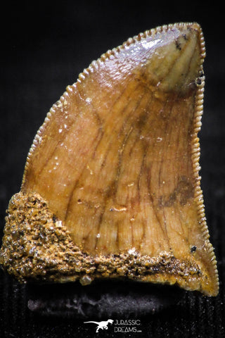 06066 - Finest Quality 0.61 Inch Carcharodontosaurus Dinosaur Tooth KemKem