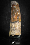 88831 - Top Beautiful 1.47 Inch Juvenile Spinosaurus Dinosaur Tooth Cretaceous