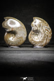 22151 - Great Collection of 2 Polished Goniatites Devonian Cephalopod