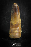 88832 - Top Beautiful 1.34 Inch Juvenile Spinosaurus Dinosaur Tooth Cretaceous