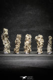 22152 - Nice Collection of 5 Fulgurites ("Petrified lightning") Collected in Algeria