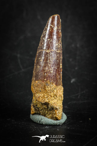 88834 - Top Beautiful 1.31 Inch Juvenile Spinosaurus Dinosaur Tooth Cretaceous