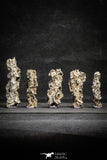 22152 - Nice Collection of 5 Fulgurites ("Petrified lightning") Collected in Algeria