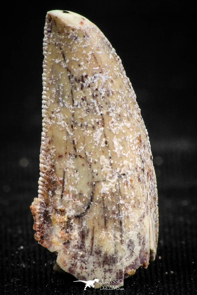 06068 - Nicely Serrated 0.94 Inch Abelisaur Dinosaur Tooth Cretaceous KemKem Beds