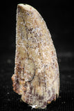 06068 - Nicely Serrated 0.94 Inch Abelisaur Dinosaur Tooth Cretaceous KemKem Beds