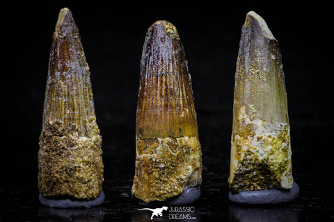 20732 - Great Collection of 3 Spinosaurus Dinosaur Teeth Cretaceous KemKem Beds