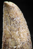 06068 - Nicely Serrated 0.94 Inch Abelisaur Dinosaur Tooth Cretaceous KemKem Beds
