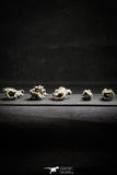 22152 - Nice Collection of 5 Fulgurites ("Petrified lightning") Collected in Algeria