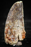 06068 - Nicely Serrated 0.94 Inch Abelisaur Dinosaur Tooth Cretaceous KemKem Beds