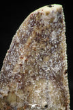 06068 - Nicely Serrated 0.94 Inch Abelisaur Dinosaur Tooth Cretaceous KemKem Beds