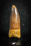 88837 - Top Beautiful 1.27 Inch Juvenile Spinosaurus Dinosaur Tooth Cretaceous