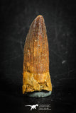 88837 - Top Beautiful 1.27 Inch Juvenile Spinosaurus Dinosaur Tooth Cretaceous