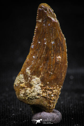 06069 - Beautiful 0.94 Inch Serrated Abelisaur Dinosaur Tooth Cretaceous KemKem Beds