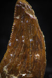 06069 - Beautiful 0.94 Inch Serrated Abelisaur Dinosaur Tooth Cretaceous KemKem Beds