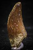 06069 - Beautiful 0.94 Inch Serrated Abelisaur Dinosaur Tooth Cretaceous KemKem Beds