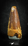 88839 - Top Beautiful 1.13 Inch Juvenile Spinosaurus Dinosaur Tooth Cretaceous