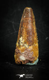 88839 - Top Beautiful 1.13 Inch Juvenile Spinosaurus Dinosaur Tooth Cretaceous