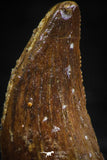 06069 - Beautiful 0.94 Inch Serrated Abelisaur Dinosaur Tooth Cretaceous KemKem Beds