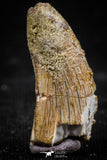 06070 - Beautiful 0.80 Inch Serrated Abelisaur Dinosaur Tooth Cretaceous KemKem Beds